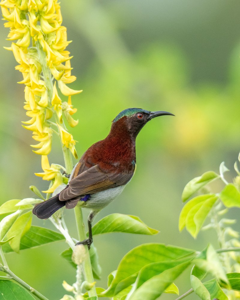 Purple Rumped Sunbird - Male