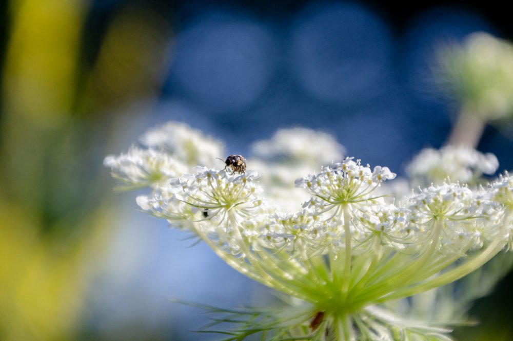 Photograph by Михаил Корнеев