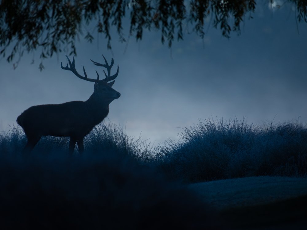 Фотография автора Anandhu M