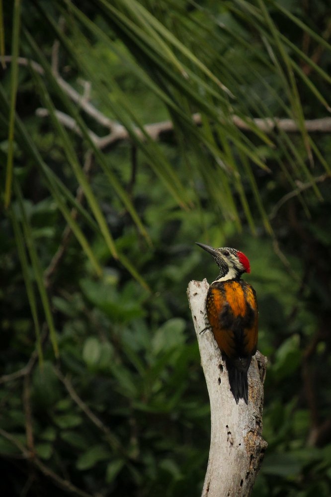 Photograph by Joy Mondal