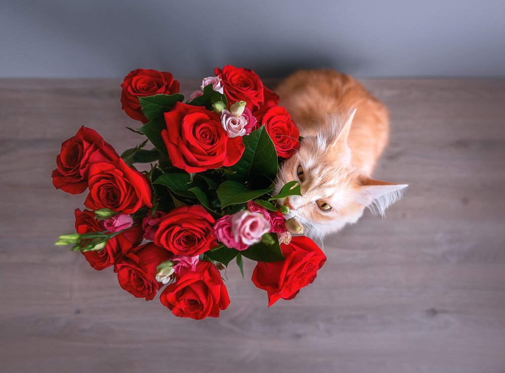 Фотография автора Анастасия Мазурева