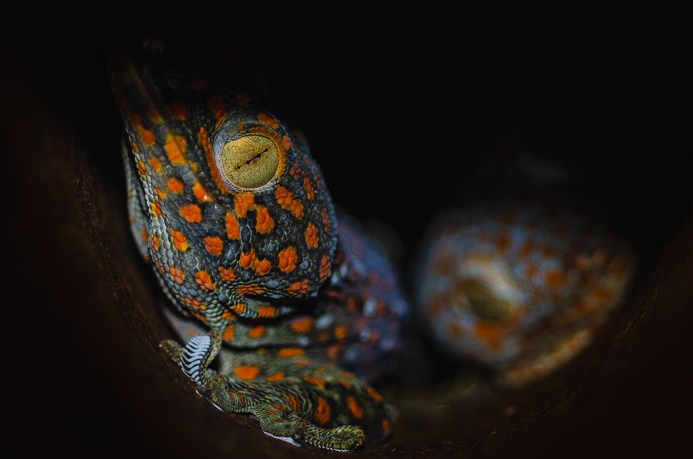 Глаза во тьме.