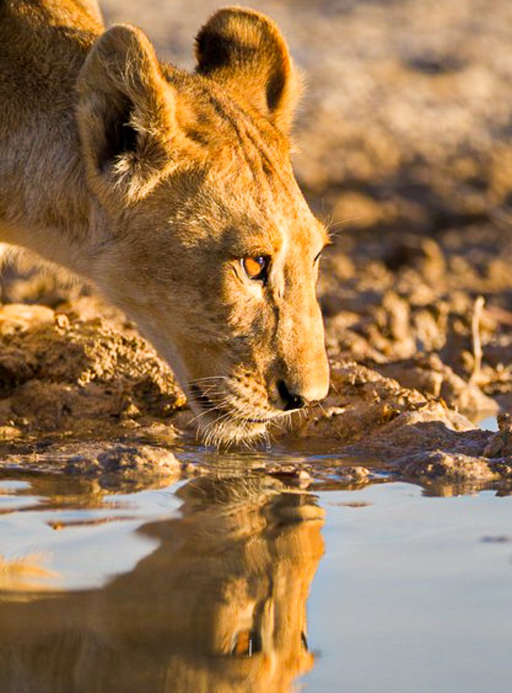 Lioness Drinking Water