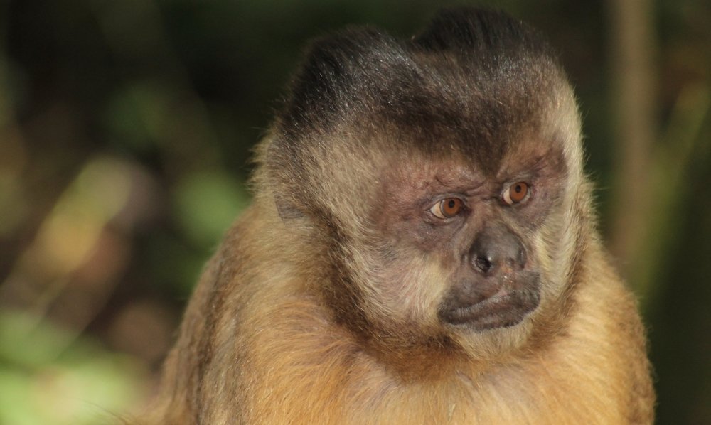 Capuchin monkey