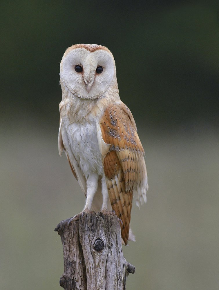 Photograph by Keith Bannister