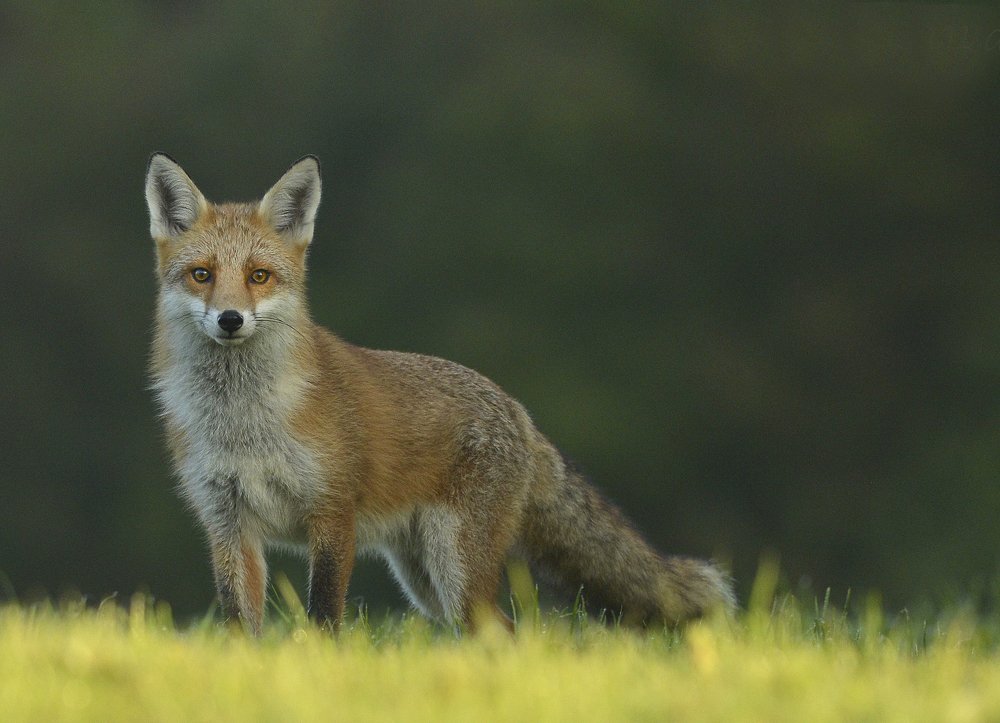 Fox at dawn