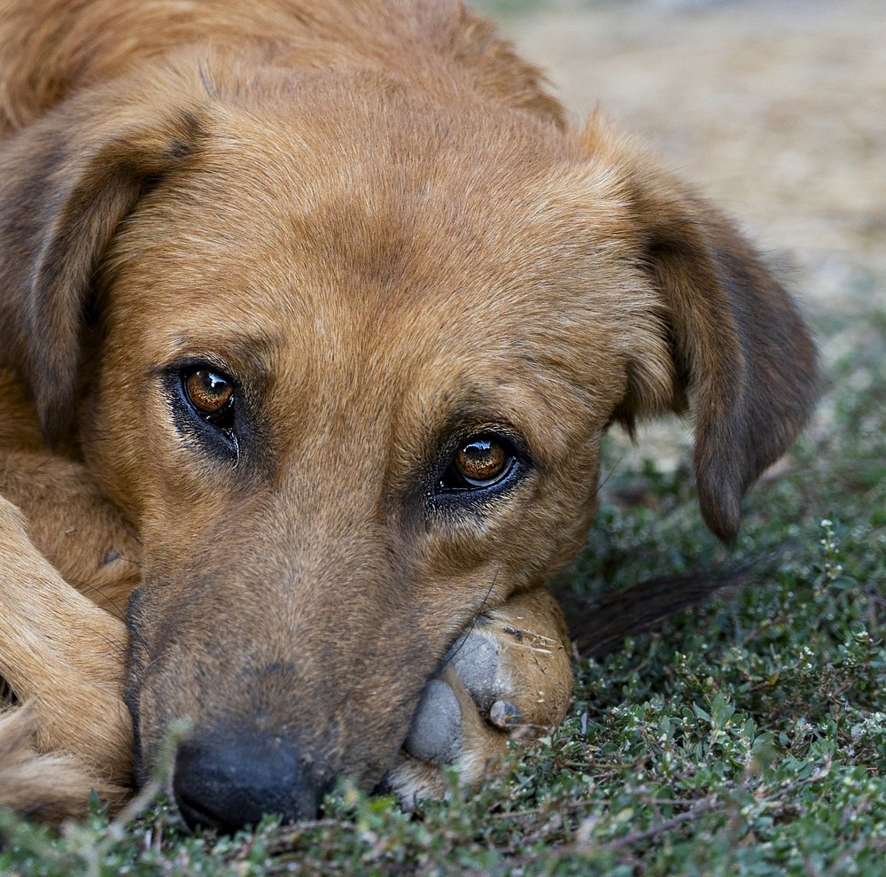 Photograph by Павел Сарвардинов