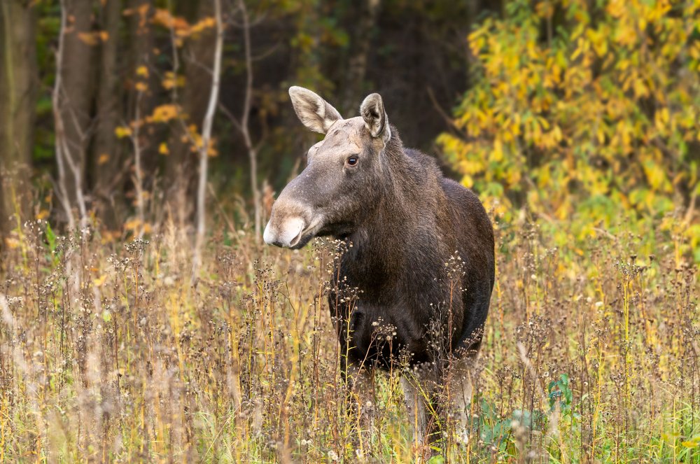 Photograph by Олег Пученков