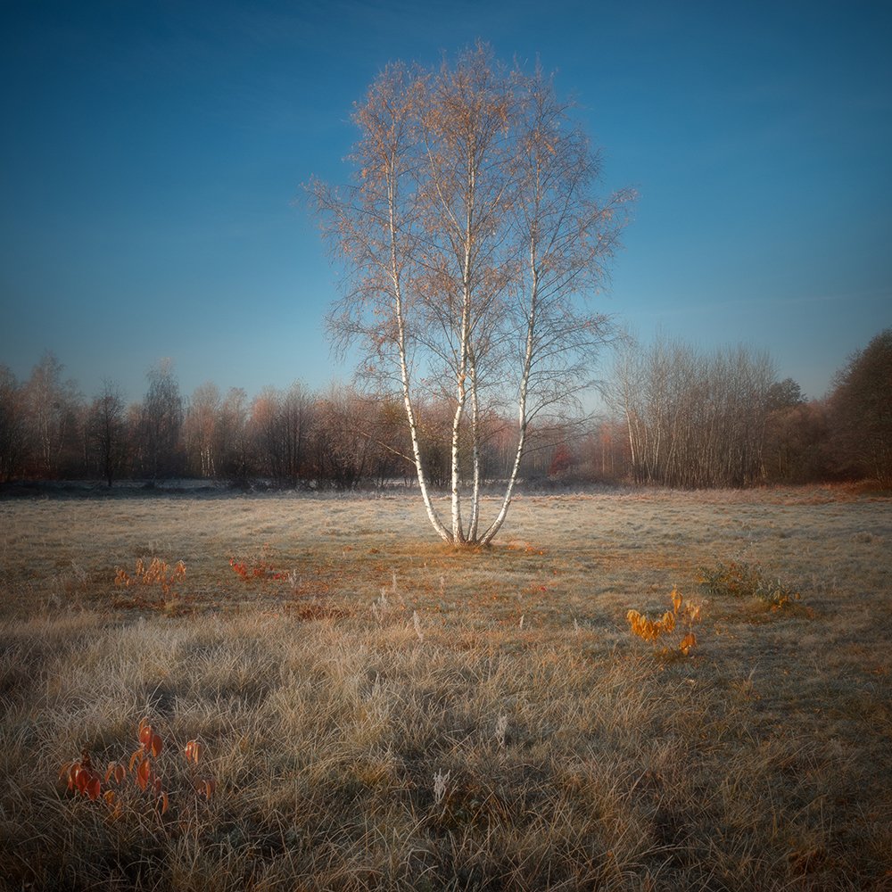 Four Birches