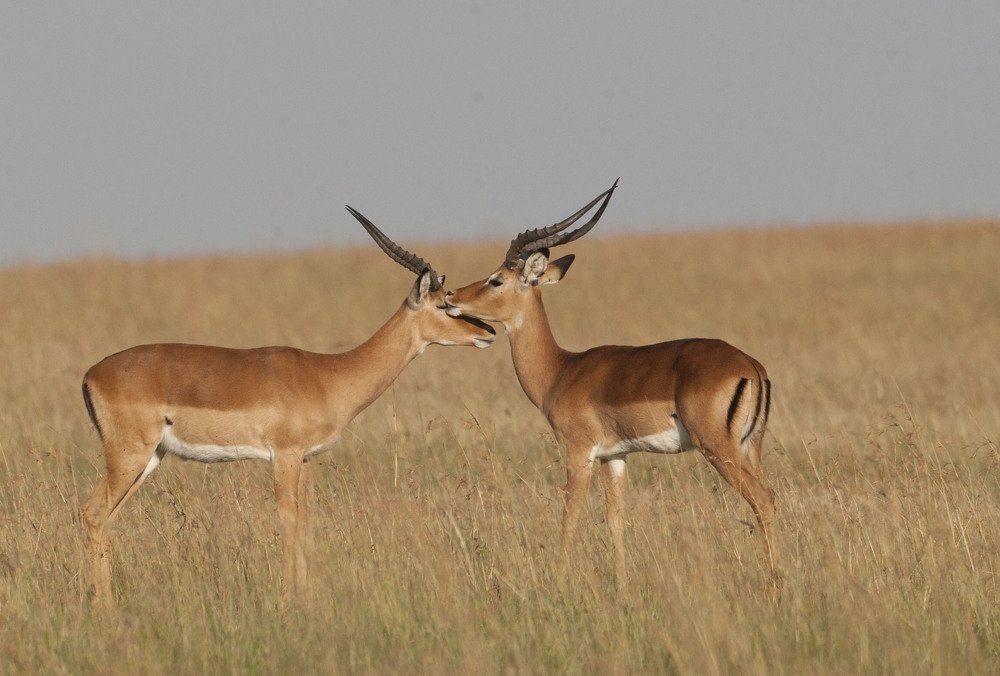 Фотография автора Oskars Smelins