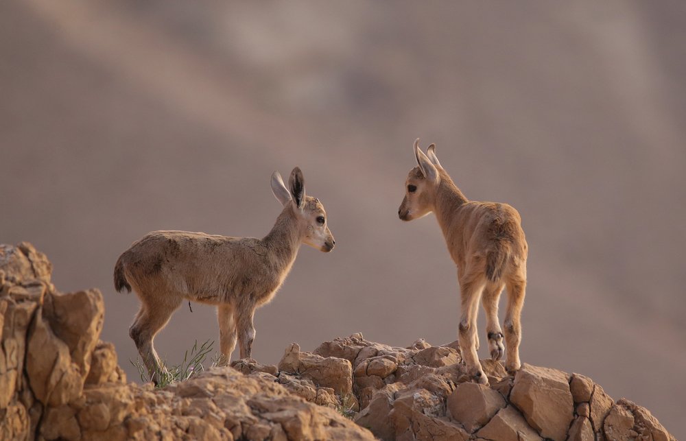 Young Nubian Ibex