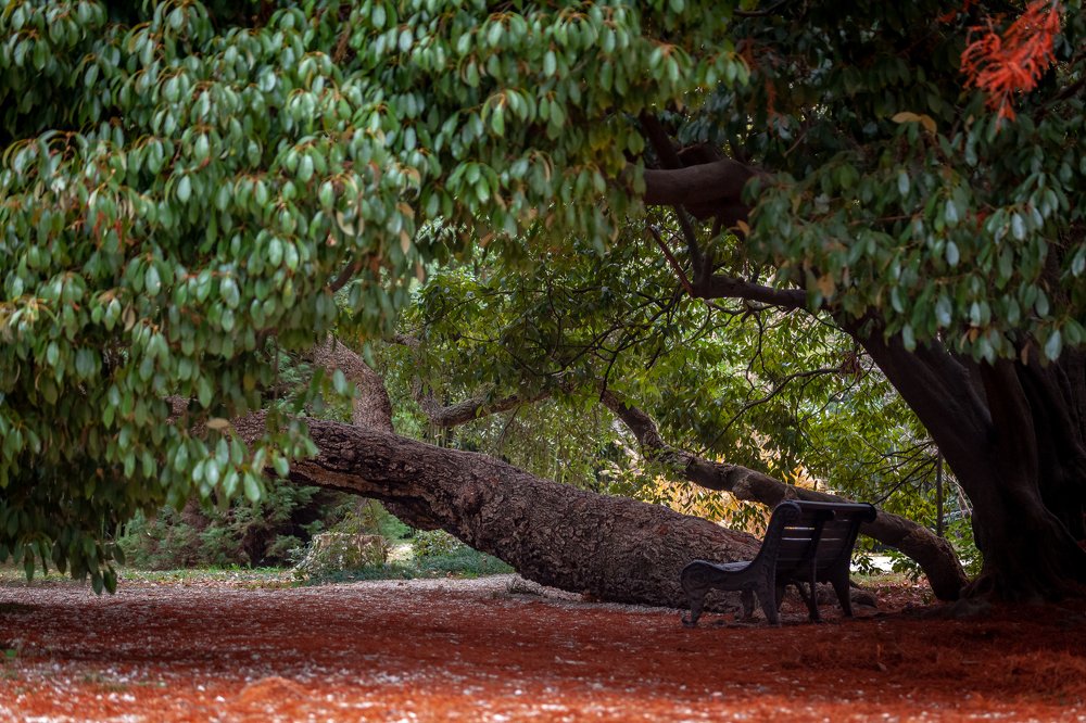 Сочи, Дендрологический парк Южные культуры