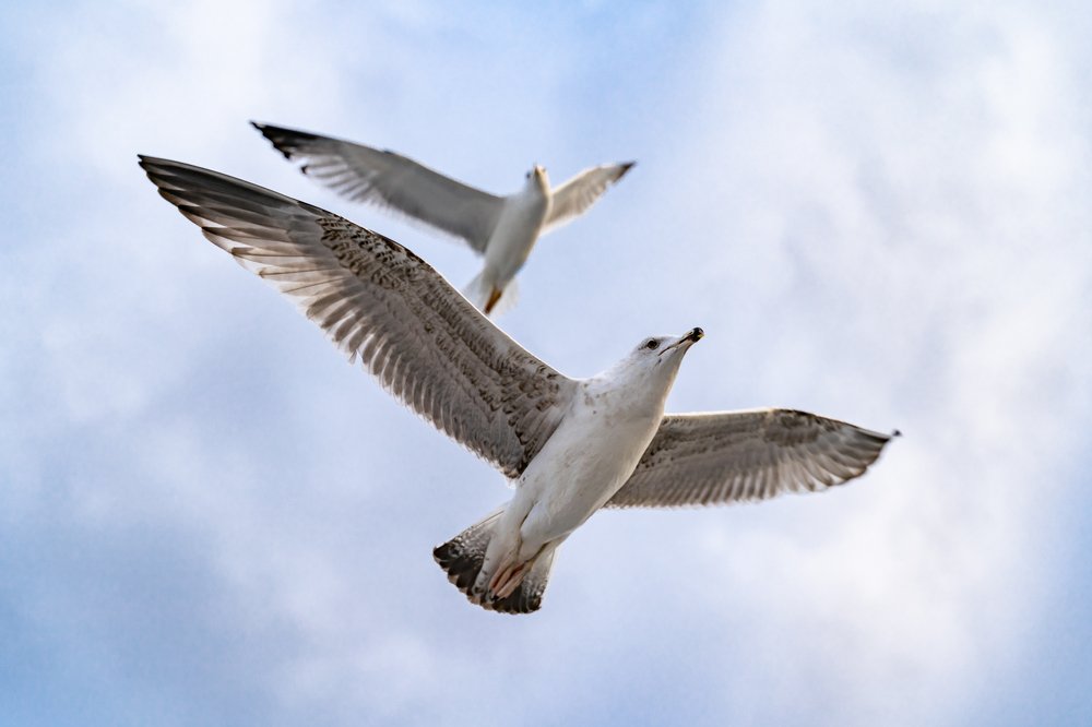 Photograph by Лев Кирьянов