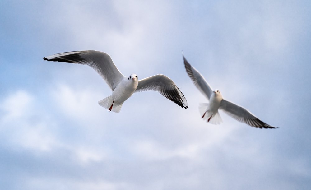 Photograph by Лев Кирьянов