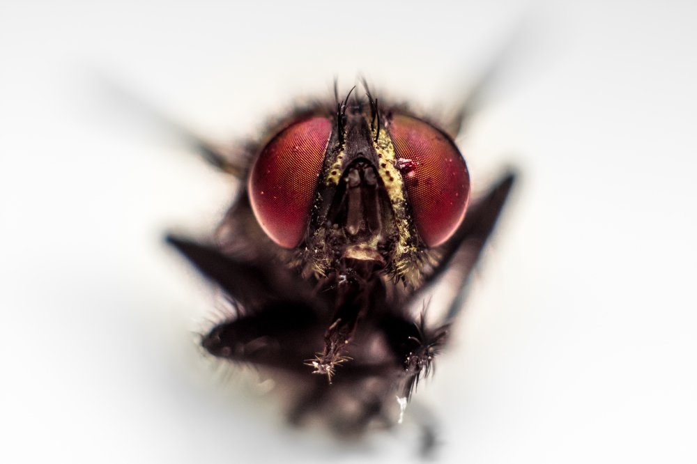 Фотография автора Gabriel de Araujo Almeida