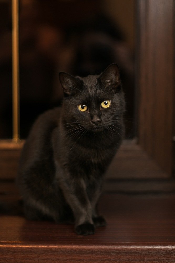 Фотография автора Анна Крутицкая