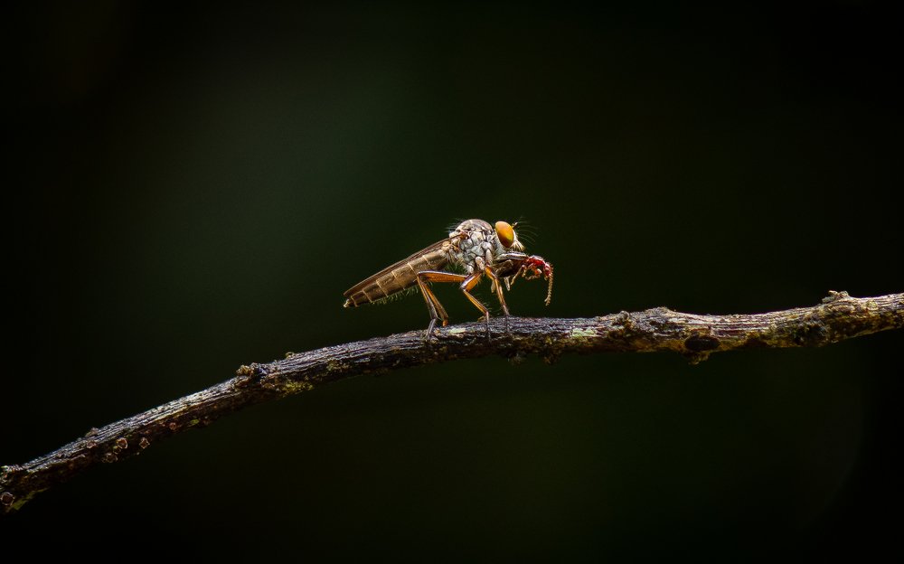It's big....how shall I eat it???....