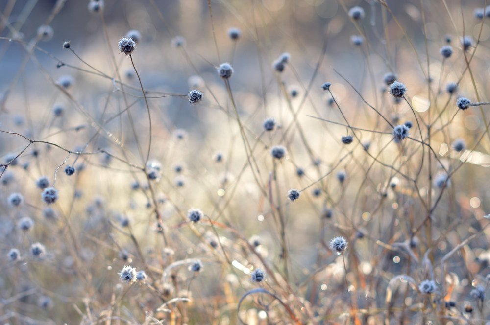Утренняя свежесть