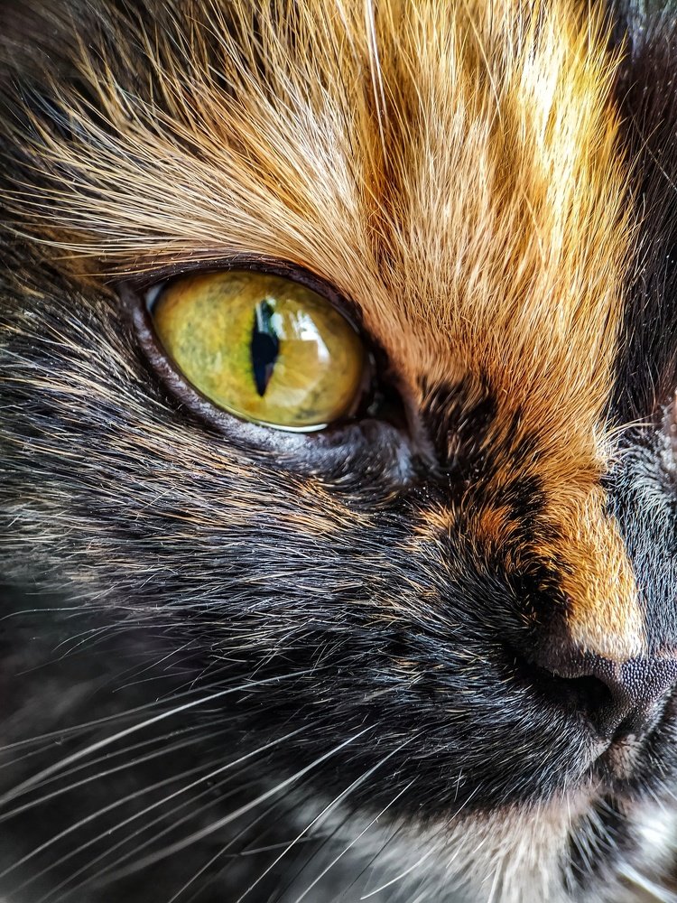 Photograph by Татьяна Кравченко