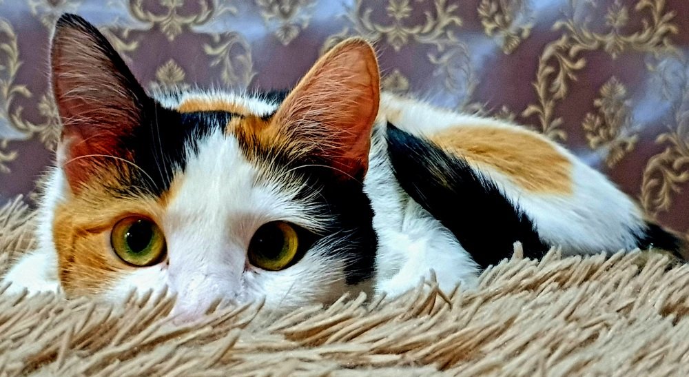 Photograph by Александр Молоцило