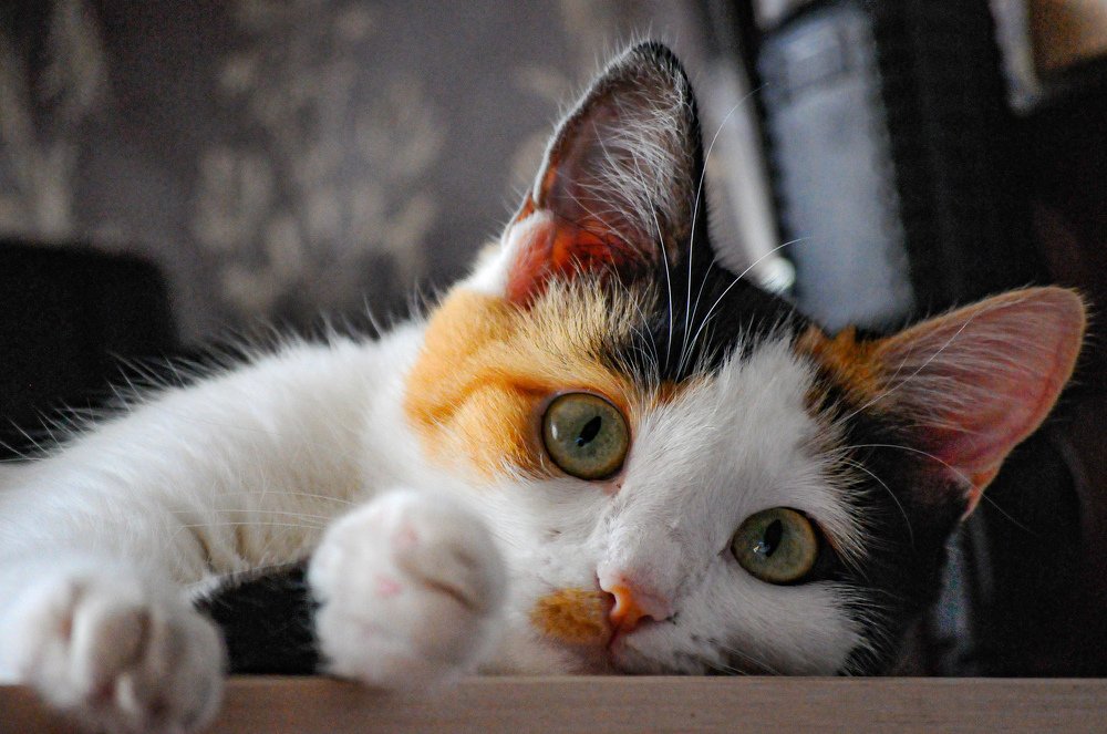 Photograph by Александр Молоцило