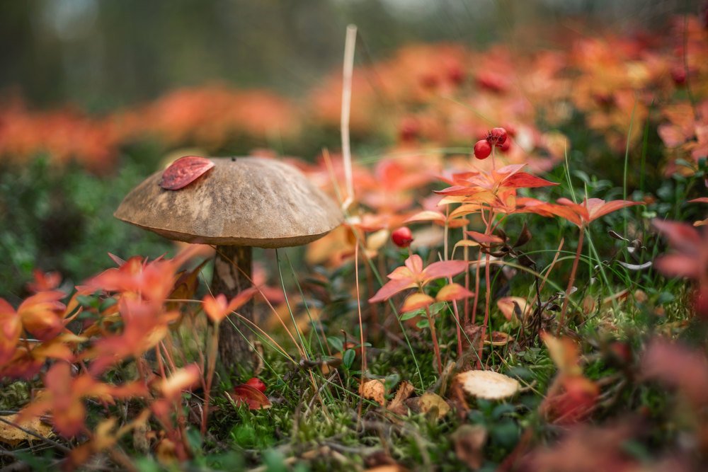 Осенние краски северного леса