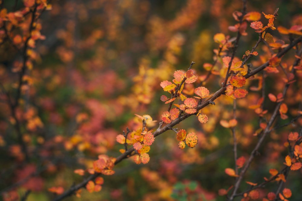 Осенние лисья карликовой березы