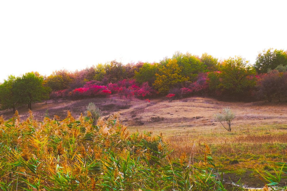 Photograph by Владимир Коротких