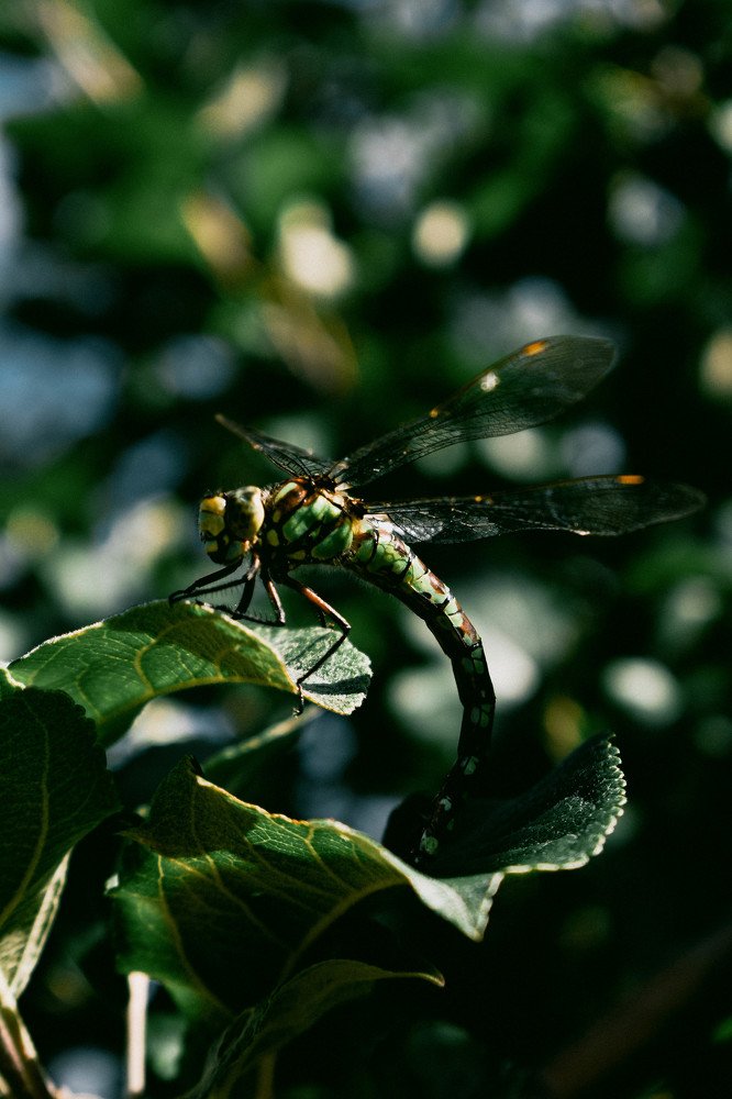 Photograph by Артём Куликов