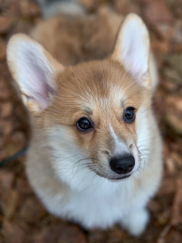 Photograph by Сергей Межин