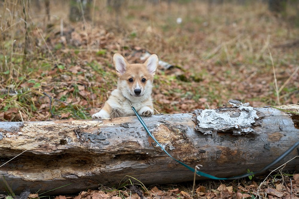 Photograph by Сергей Межин