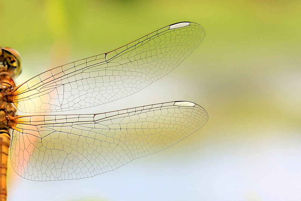 Dragonfly