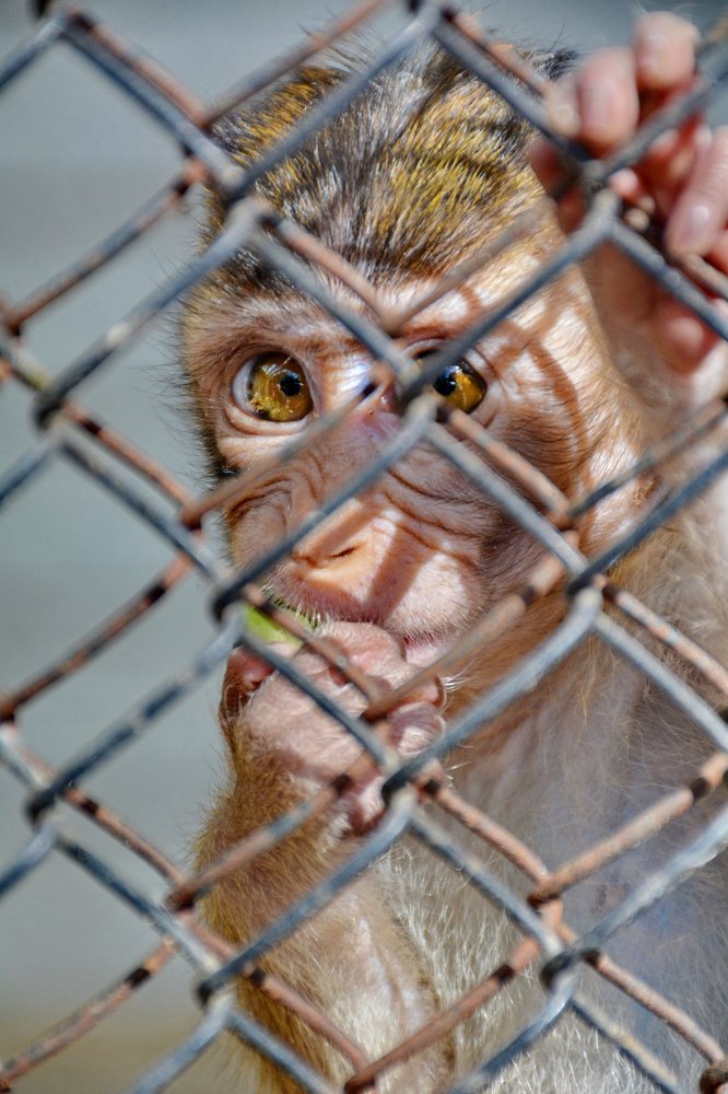 Не дикая жизнь дикого животного..