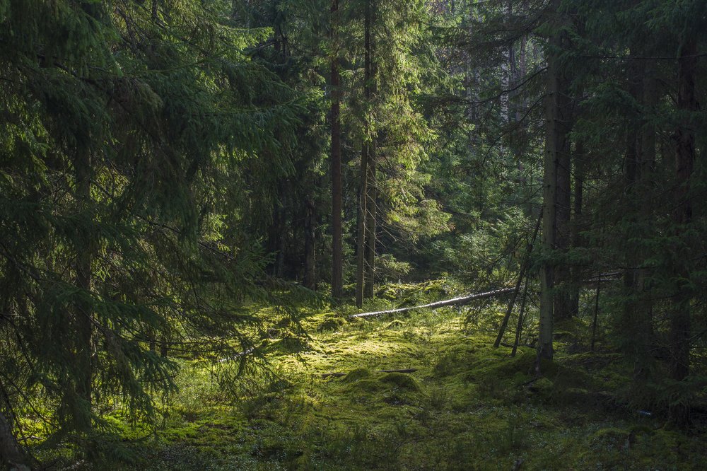 Photograph by Вячеслав Булатов