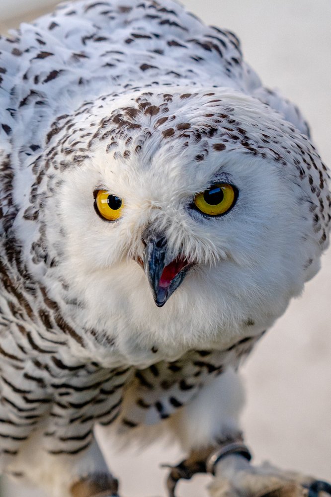 Photograph by Klaus Tesching