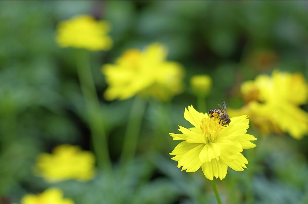 Photograph by Trung Nguyễn