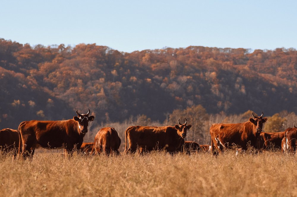 Photograph by Елена Баштовая