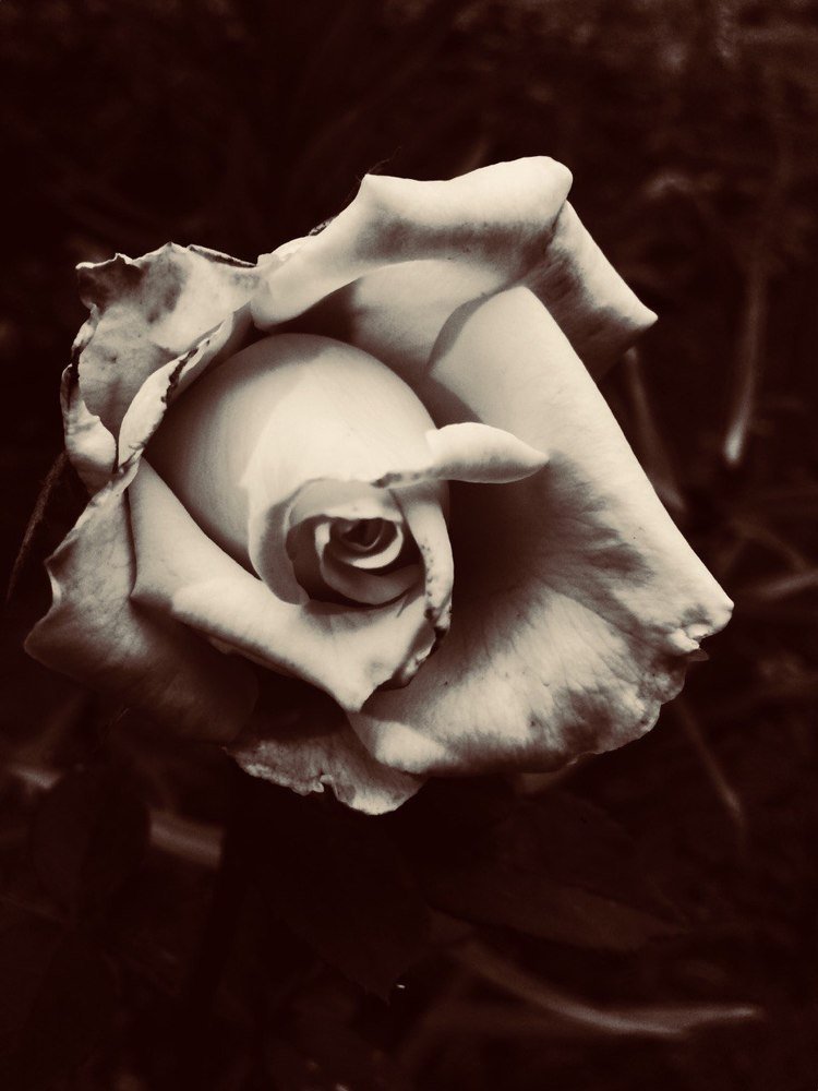 Photograph by Владимир Коротких