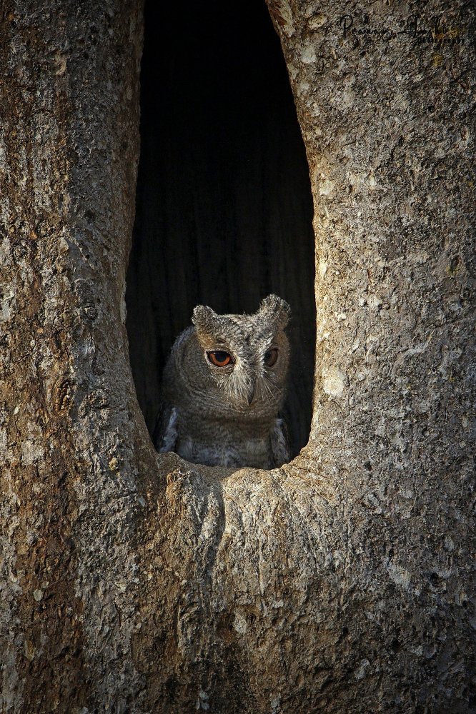 Фотография автора Sameer Deshpande