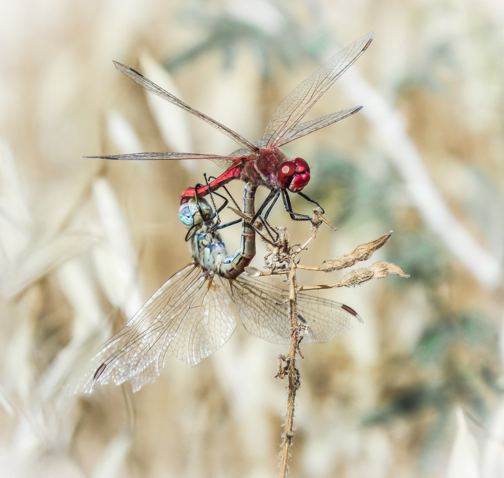 Photograph by Михаил Заброцкий