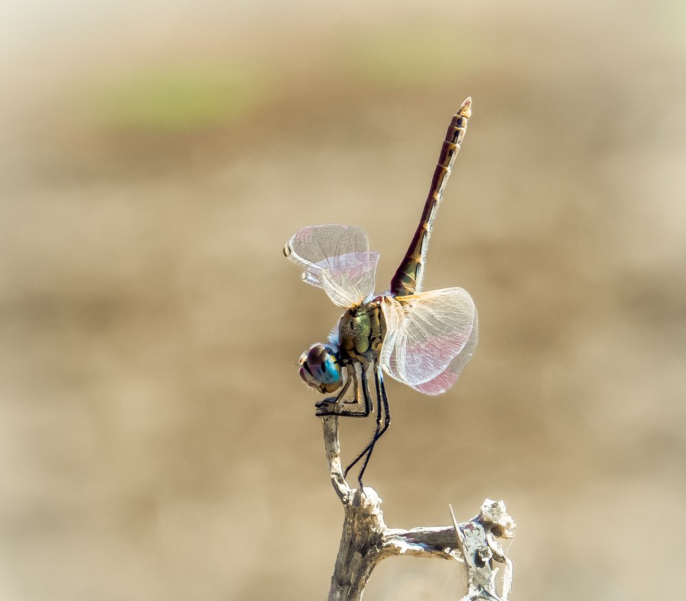 Photograph by Михаил Заброцкий