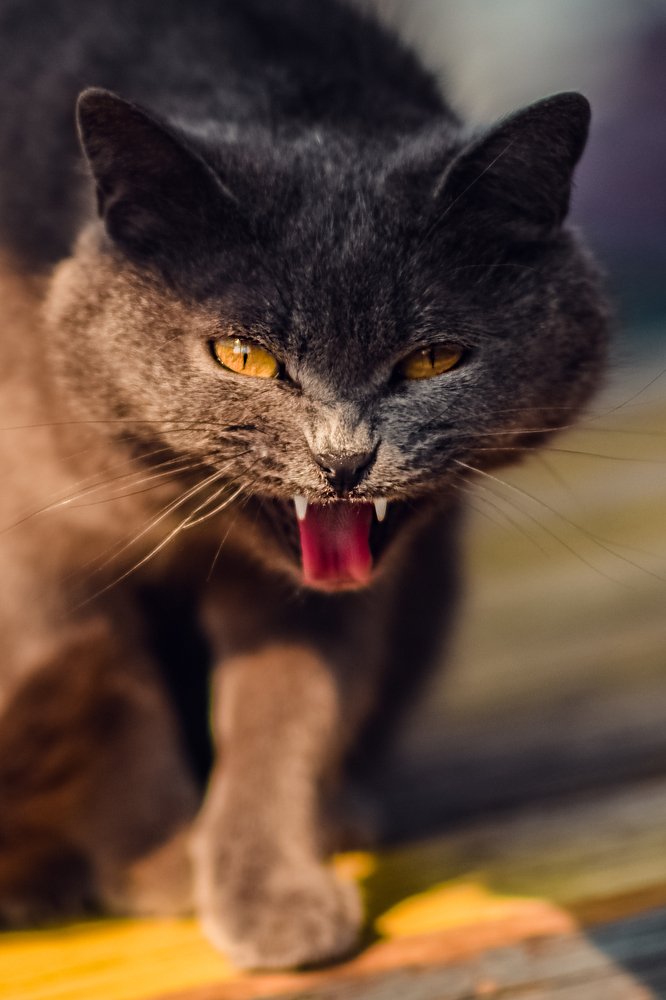 Photograph by Елена Баштовая