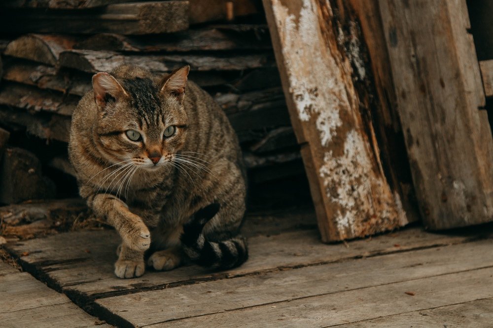 Photograph by Natalia Maltseva