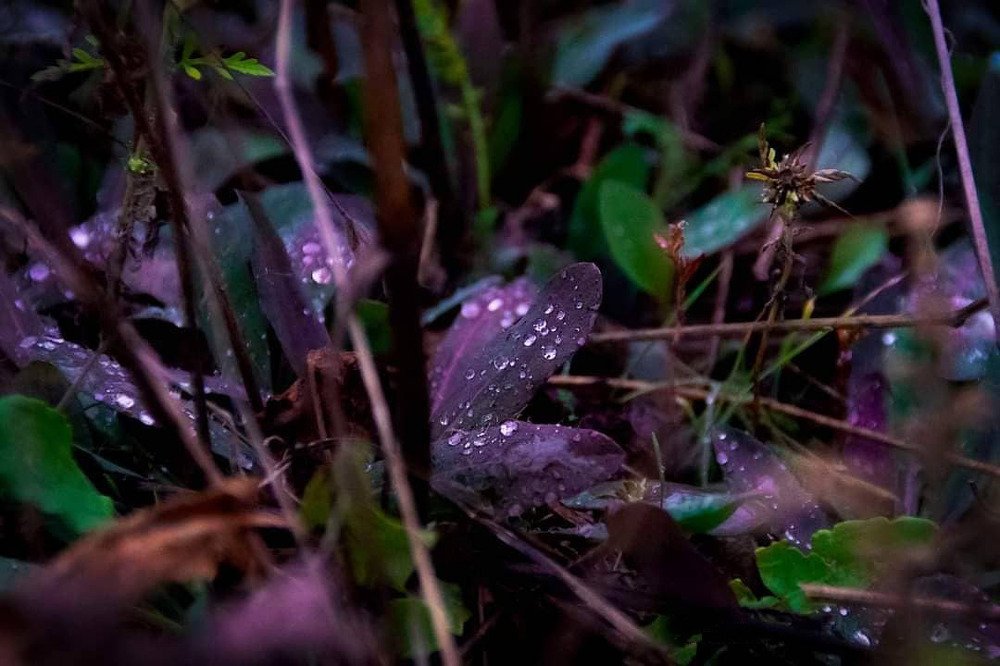 Photograph by Anke Sark