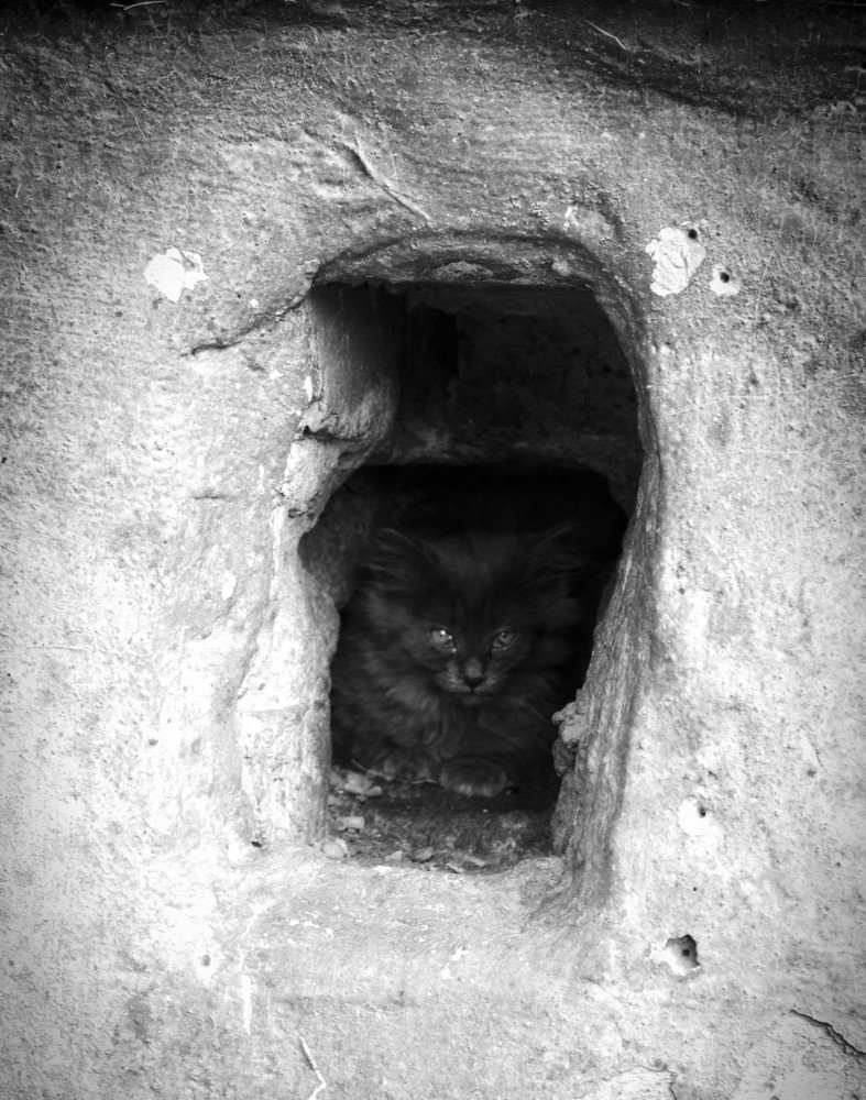 Затаившись в темноте