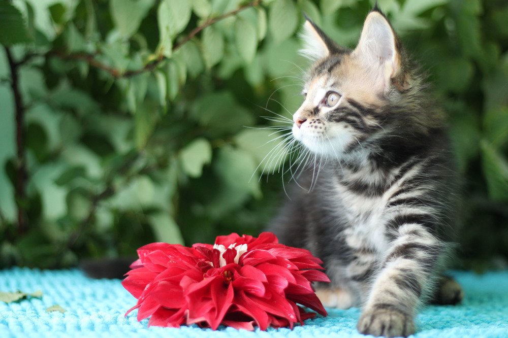 Photograph by Ирина Мамонова