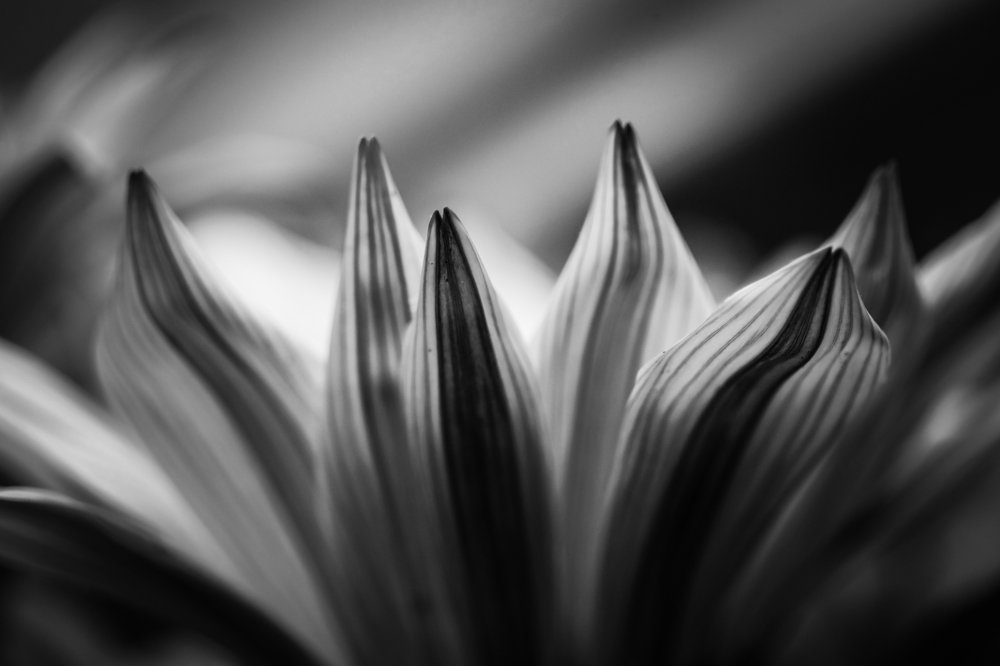 Photograph by Alessandra