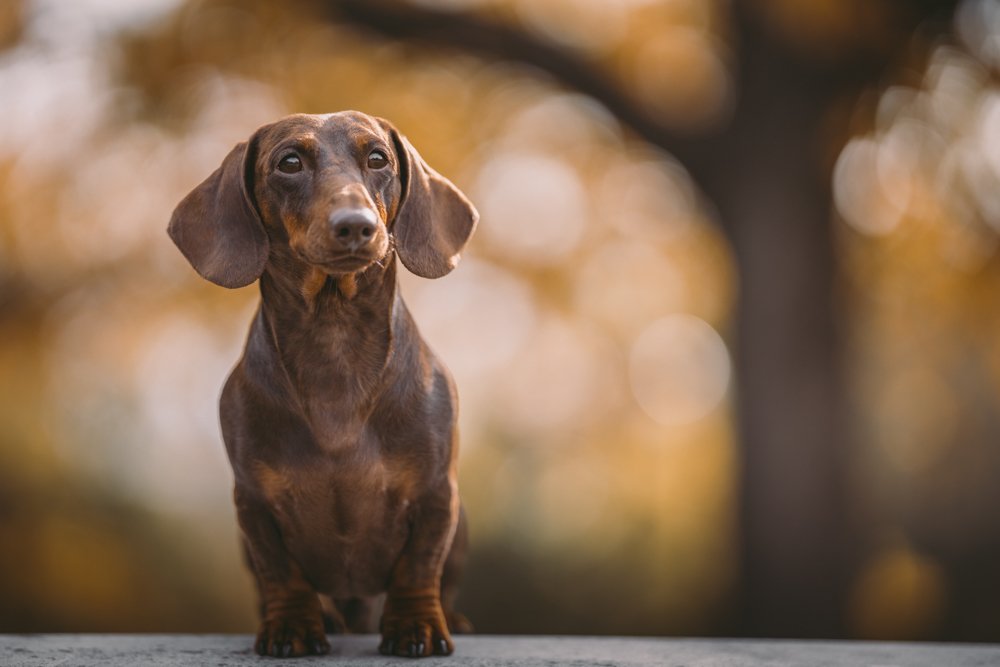 Photograph by Alexander Stoyanov