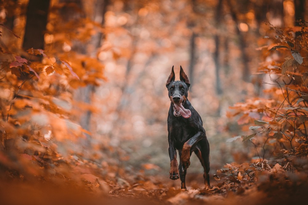 Photograph by Alexander Stoyanov