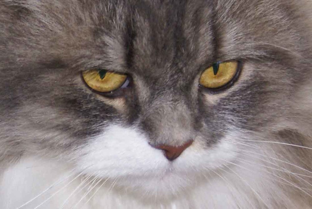 Photograph by Игорь Пшеничников